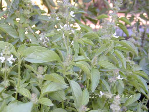 basil
