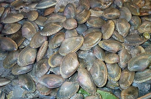 clam