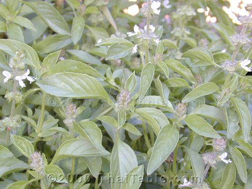 lemon basil