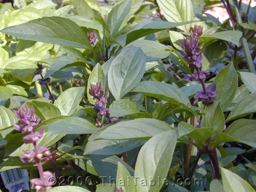 Thai basil