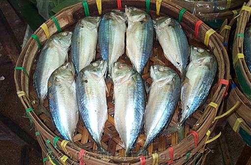 Thai mackerel